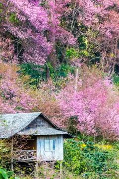 Cherry blossom Stock-Fotos
