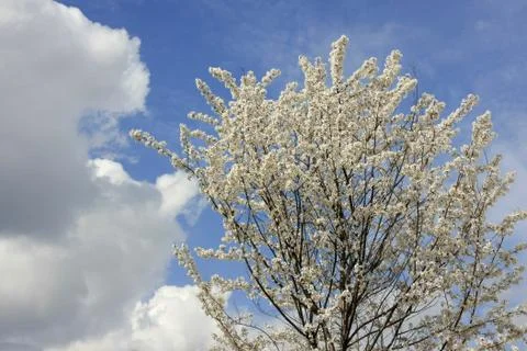Cherry blossom Stock Photos