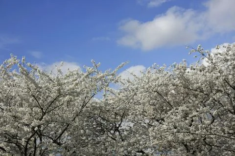 Cherry blossom Stock Photos