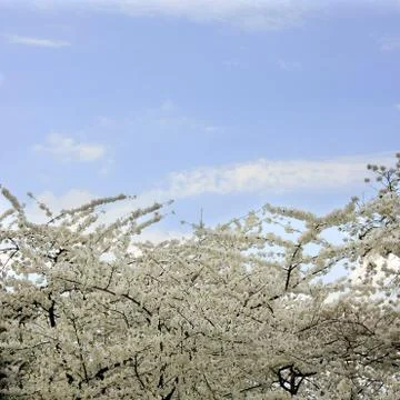 Cherry blossom Stock Photos