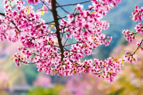Cherry blossom Stock Photos
