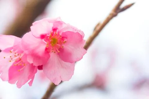 Cherry blossom Stock Photos