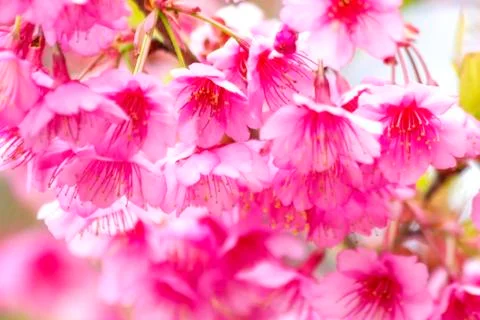 Cherry blossom Foto stock