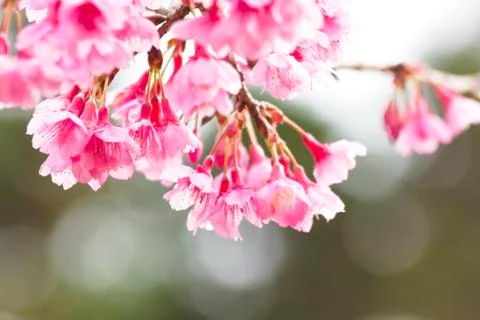 Cherry blossom Foto stock