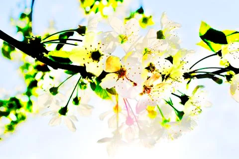 Cherry blossom Stock Photos