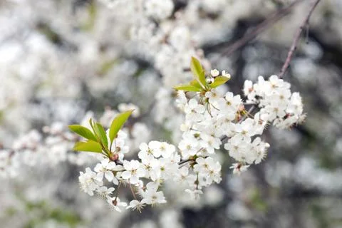 Cherry blossom Stock Photos