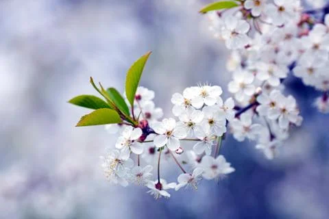 Cherry blossom Stock Photos