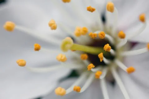 Cherry blossom Stock Photos