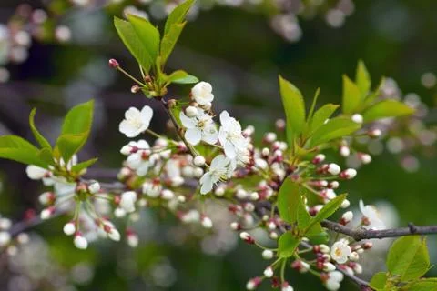 Cherry blossom Stock Photos