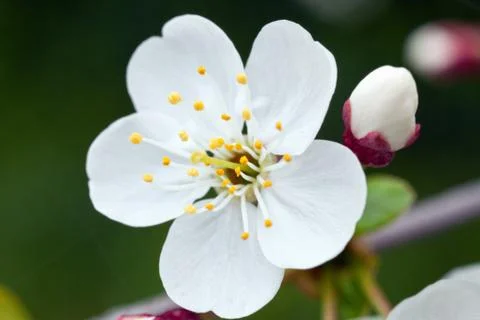 Cherry blossom Stock Photos