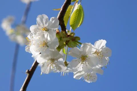 Cherry Blossom Stock Photos