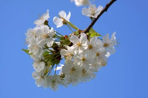 Cherry Blossom Stock Photos