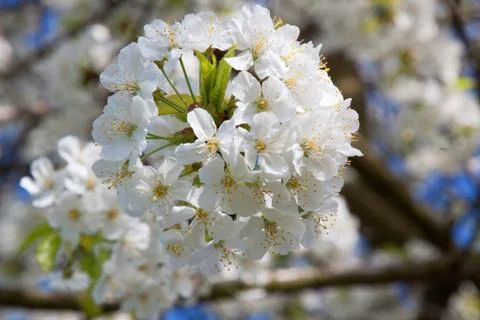 Cherry Blossom Stock Photos