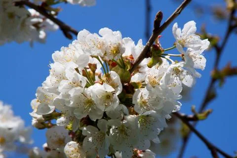Cherry Blossom Stock Photos