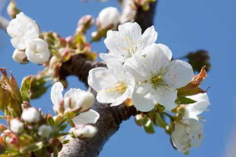 Cherry Blossom Stock Photos