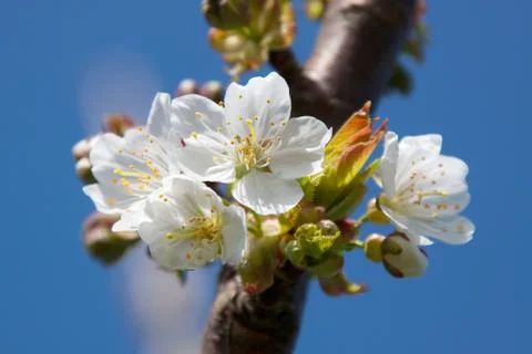 Cherry Blossom Stock Photos