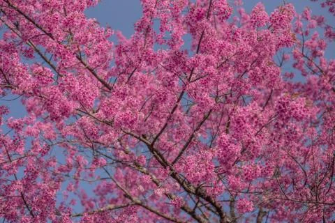 Cherry Blossom Stock Photos