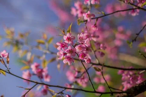 Cherry blossom Stock Photos