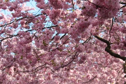 Cherry Blossom Stock Photos