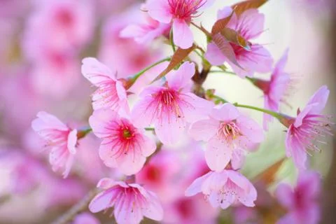 Cherry Blossom Stock Photos