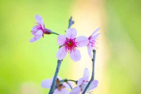 Cherry Blossom Stock Photos