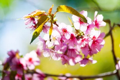 Cherry Blossom Stock Photos