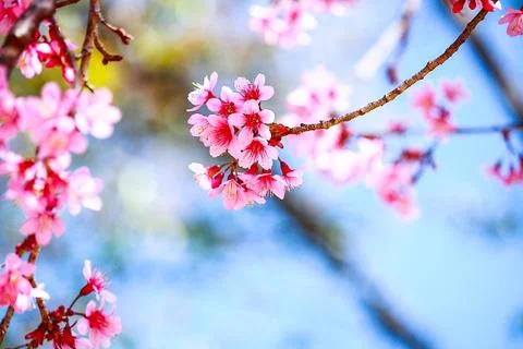 Cherry Blossom Stock Photos