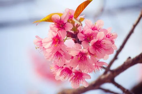 Cherry Blossom Stock Photos