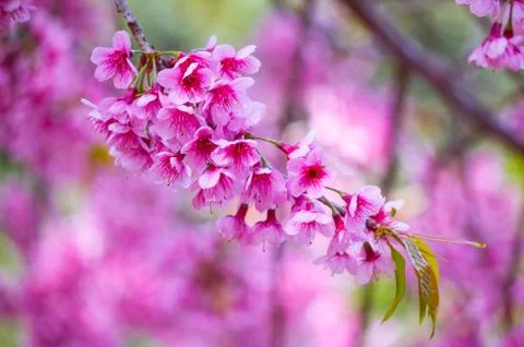 Cherry Blossom Stock Photos