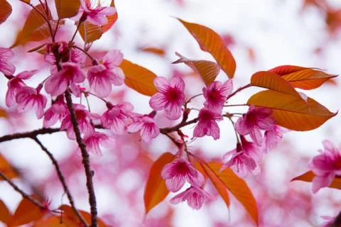 Cherry Blossom Stock Photos