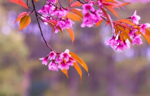 Cherry Blossom Stock Photos