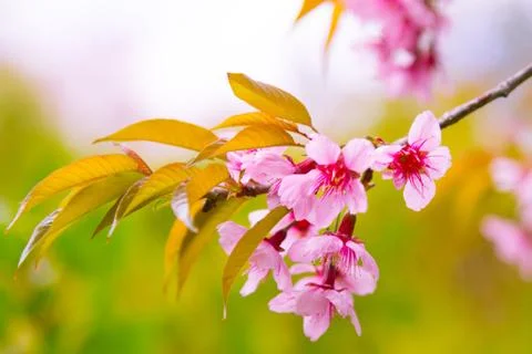 Cherry Blossom Stock Photos