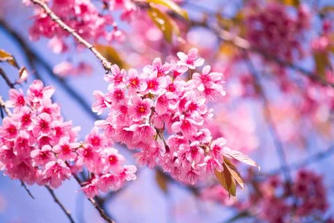 Cherry Blossom Stock Photos