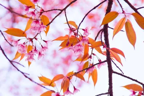 Cherry Blossom Stock Photos