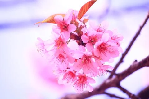 Cherry blossom Stock Photos