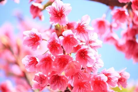 Cherry blossom Stock Photos