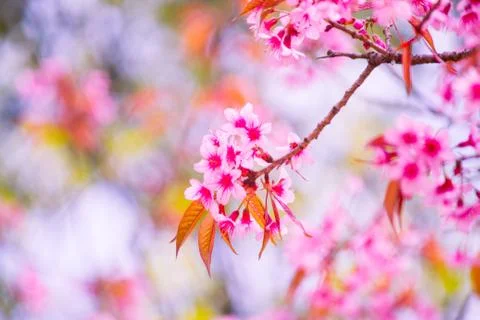 Cherry blossom Stock Photos