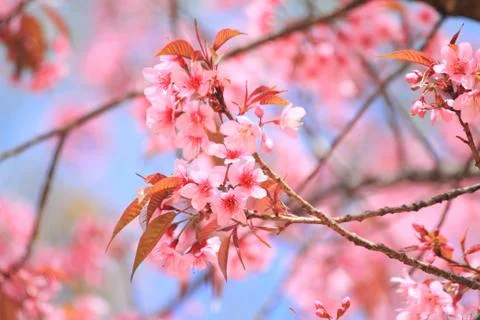 Cherry blossom Stock Photos