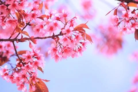 Cherry blossom Stock Photos