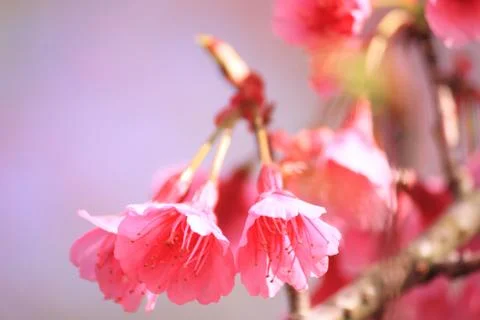 Cherry blossom Stock Photos