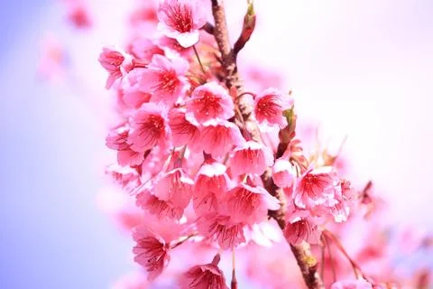 Cherry blossom Stock Photos