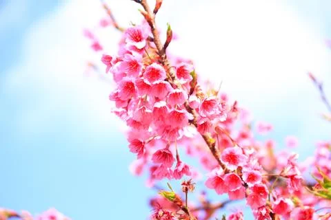 Cherry blossom Stock Photos