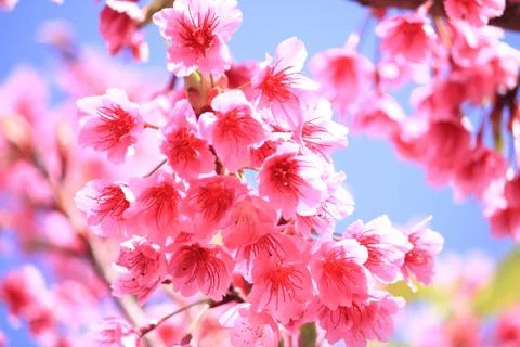 Cherry blossom Stock Photos