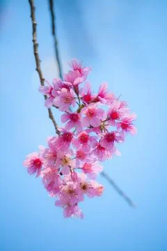 Cherry blossom Stock Photos