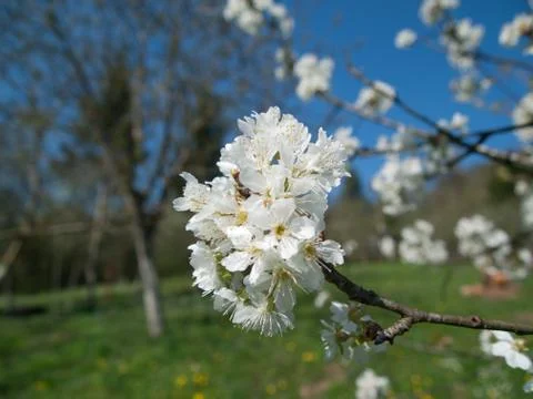 Cherry blossom Stock Photos