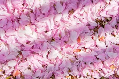 Cherry blossom Stock Photos
