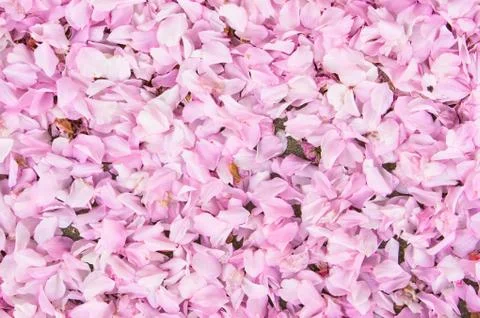Cherry blossom Stock Photos