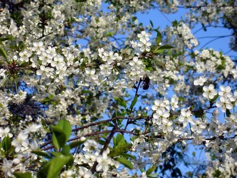 Cherry blossom Stock Photos