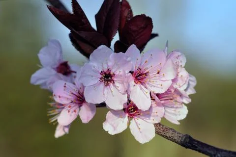 Cherry Blossom Foto stock