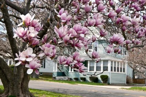 Cherry Blossom Stock Photos